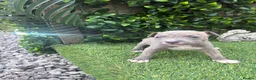Staffordshire Bull Terrier dogs for sale: LAST ONE ** BLUE STAFFORDSHIRE BULL TERRIERS  - Advert 10