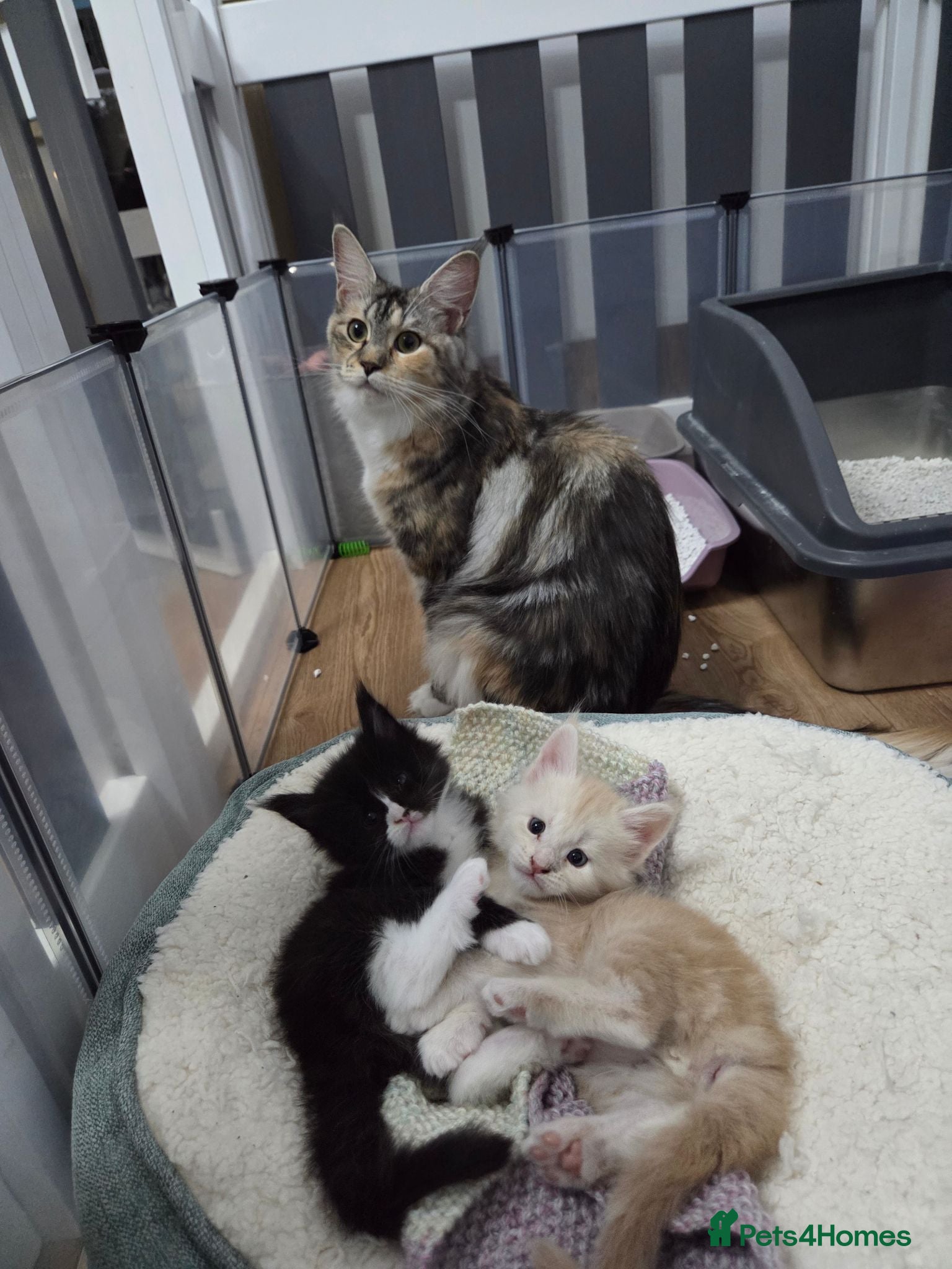 Maine Coon cats Outstanding TICA registered Maine Coon Kittens - Advert 1