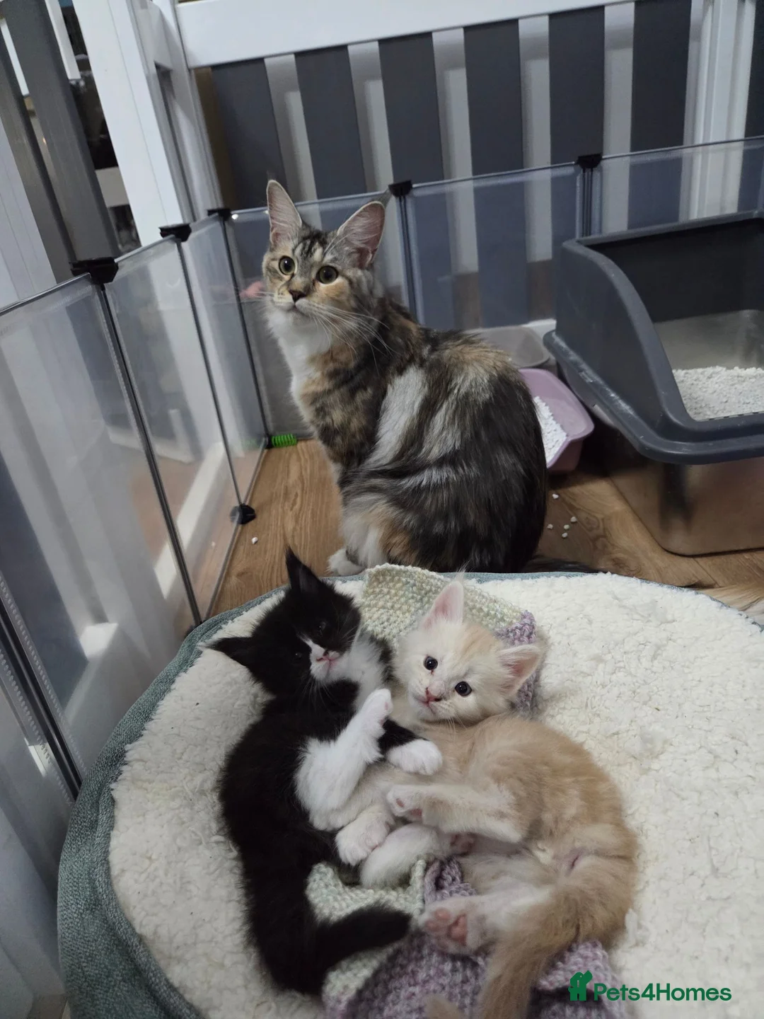 Maine Coon cats for sale: Outstanding TICA registered Maine Coon Kittens - Advert 1