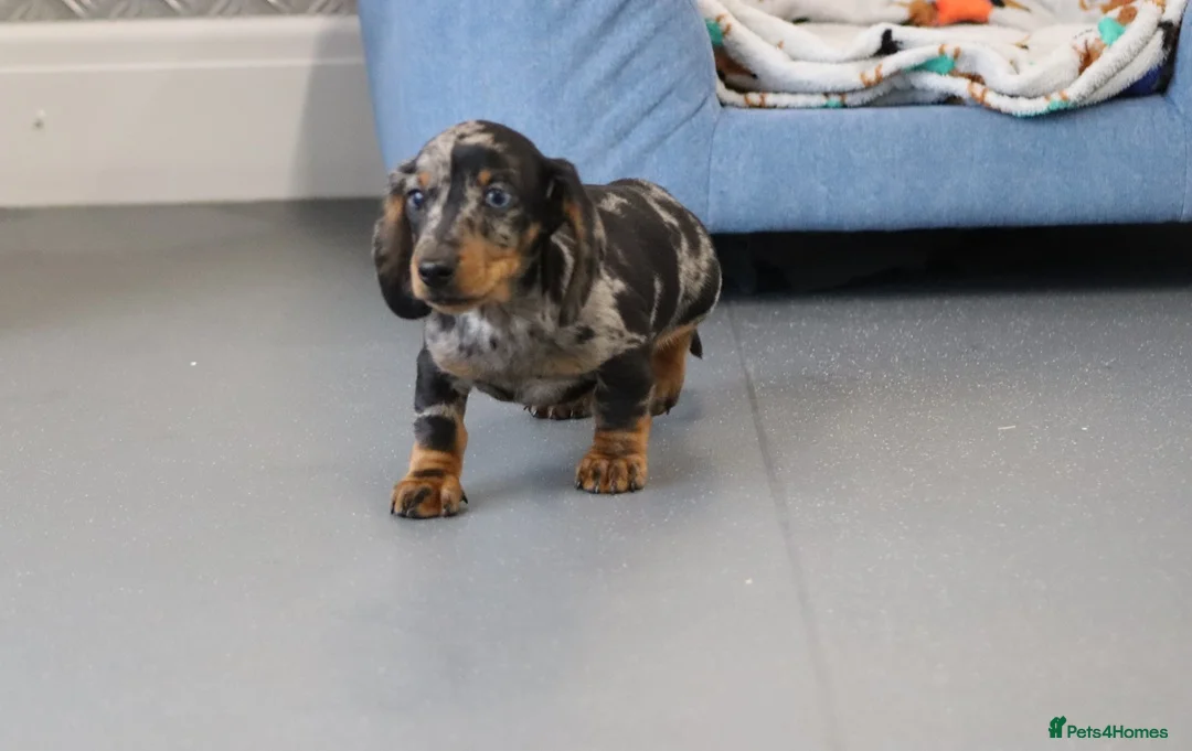 Miniature Dachshund dogs for sale: Beautiful Miniature Dachshund puppies for sale - Advert 11