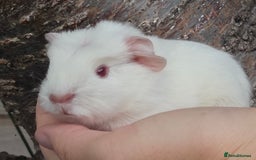 Guinea Pig rodents for sale: Baby guinea pigs - Image 4