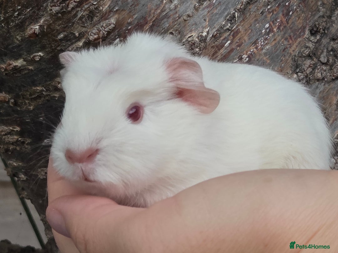 Guinea Pig rodents for sale: Baby guinea pigs - Image 4