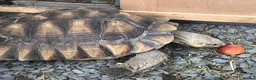 Tortoise reptiles for sale: Two sulcata tortoises - Advert 4