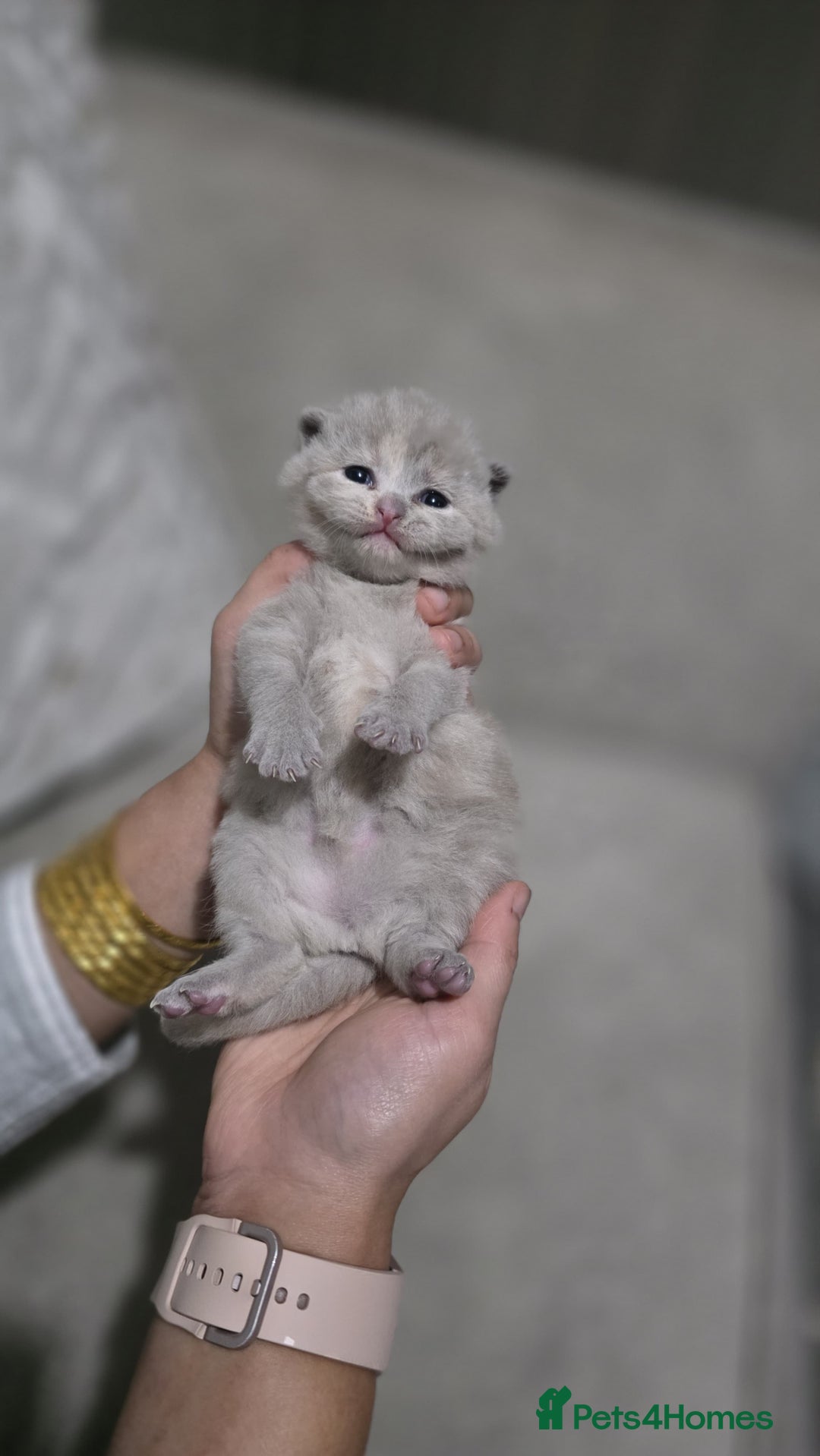 British Shorthair cats for sale: ** LAST ONE LEFT BLUE MALE British Shorthair ** - Advert 21