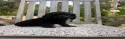 Cockapoo dogs for sale: Beautiful Litter of F1 Cockapoo Puppies - Advert 21
