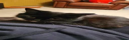 Mixed Breed cats for sale: Free To Good Home - Advert 9