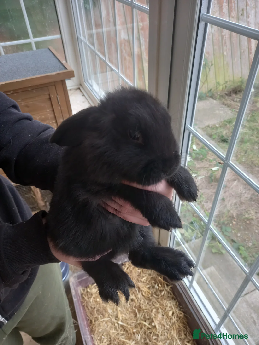 Mini Lop rabbits for sale: Mini lop in Middlesbrough - Advert 1