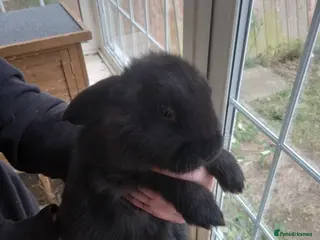 Mini Lop rabbits Mini lop - Advert 2