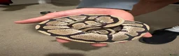 Python Snake reptiles for sale: BP mix - Advert 11