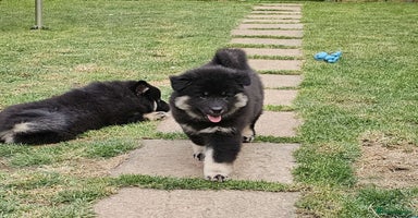 Eurasier dogs in Northampton - Advert 16