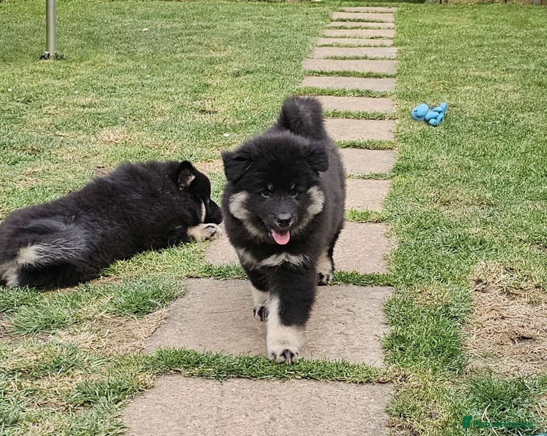 Eurasier dogs for sale: Eurasier Puppies KC Registered in Northampton - Image 2