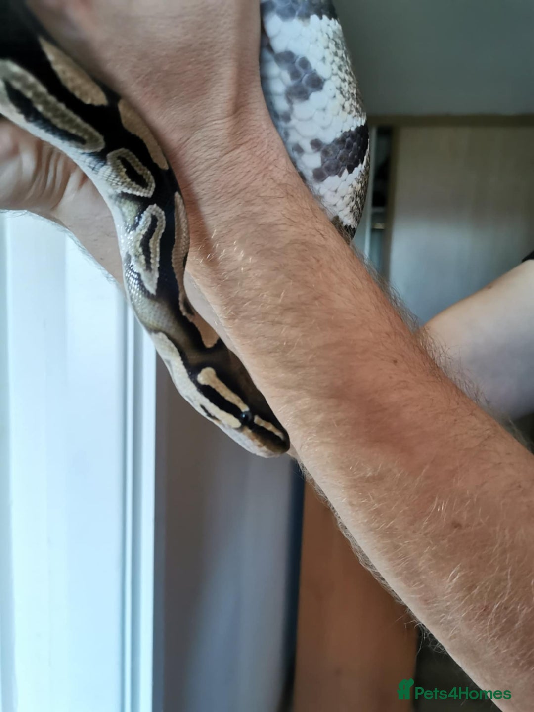 Python Snake reptiles for sale: Ball Python male - Advert 3