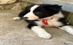 Border Collie dogs for sale: Pure bred, beautiful Border Collie puppies 🖤🤍🐾 - Image 4