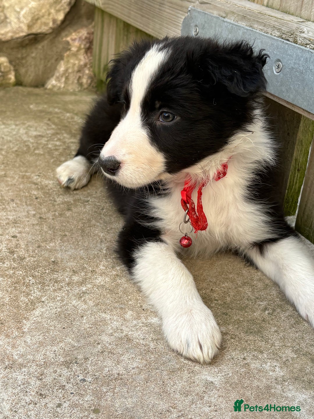 Border Collie dogs for sale: Pure bred, beautiful Border Collie puppies 🖤🤍🐾 - Image 4