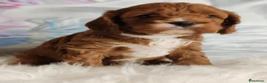 Cavapoo 5