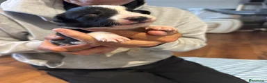 Border Collie 4
