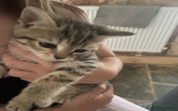 Bengal cats for sale: Beagle cross  - Image 4