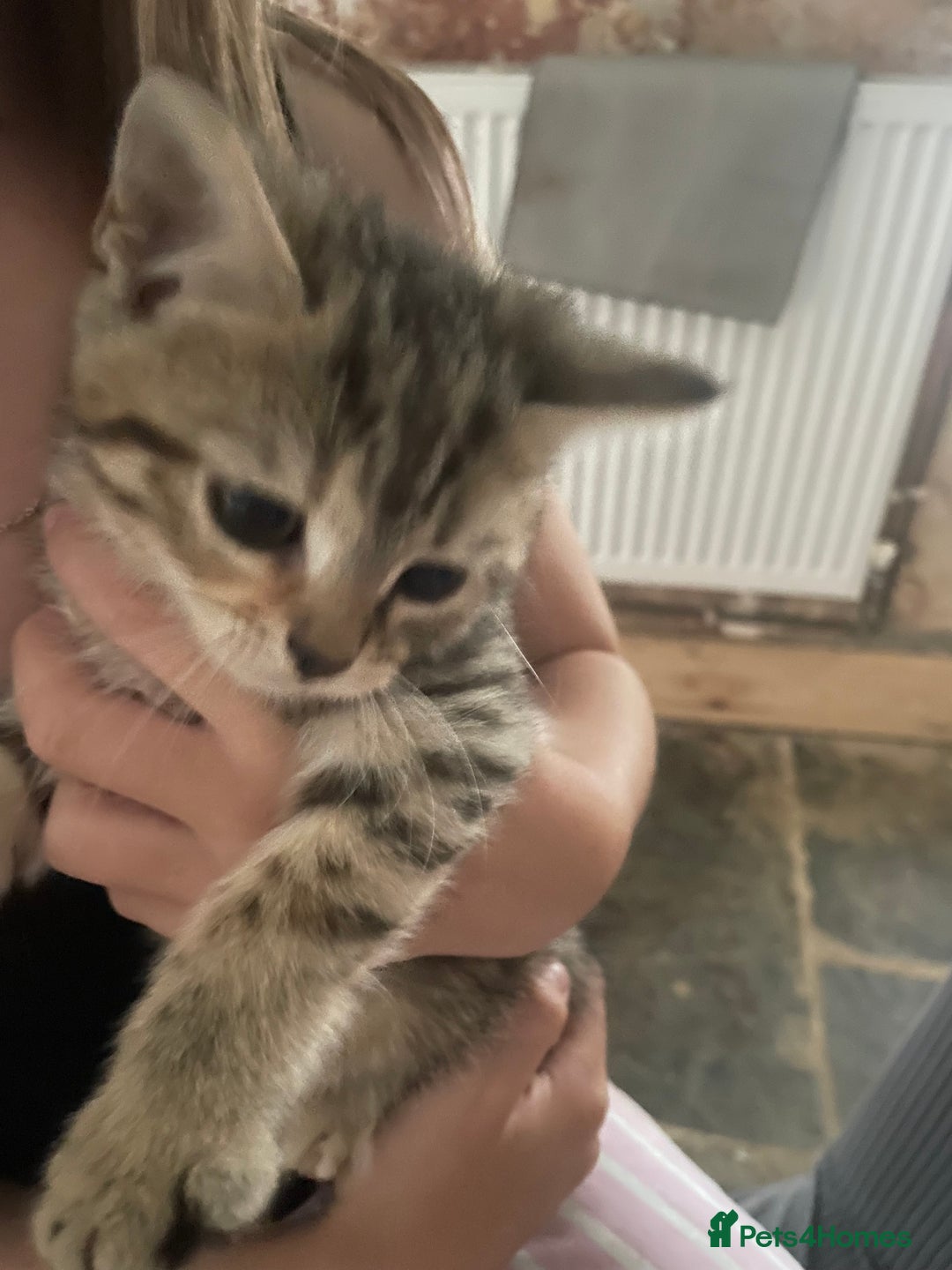 Bengal cats for sale: Beagle cross  - Image 4