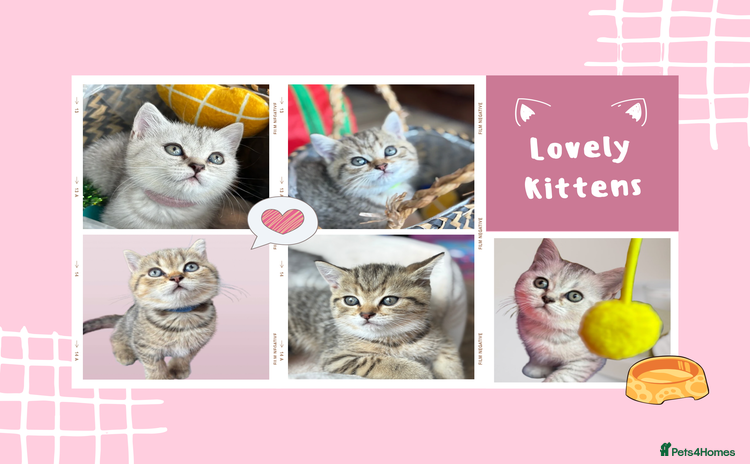 British Shorthair cats - Advert 3
