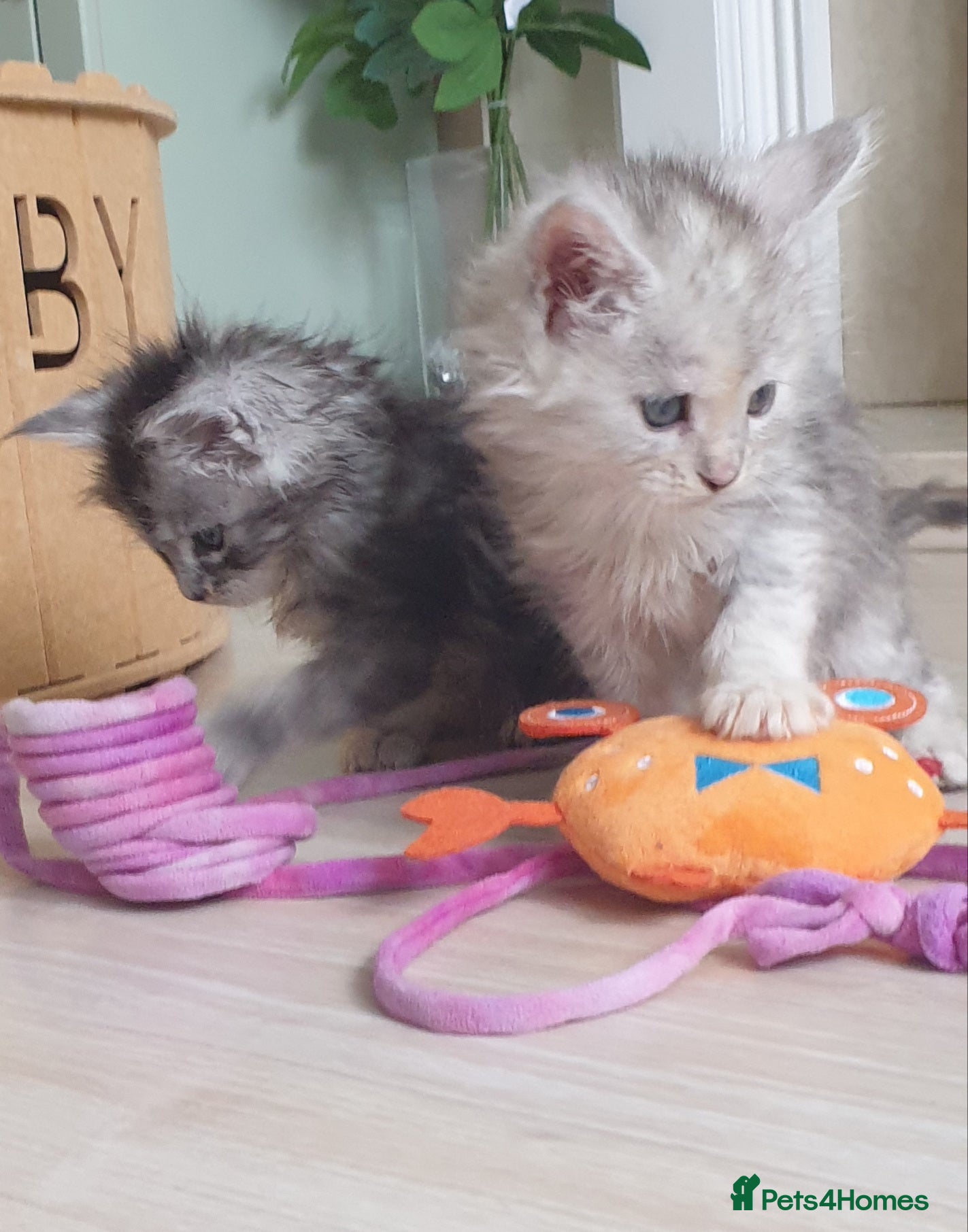 Maine Coon cats Tica registered Maine Coons  - Advert 12