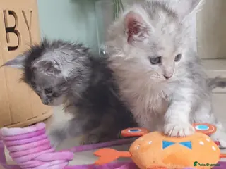 Maine Coon cats Tica registered Maine Coons - Advert 14