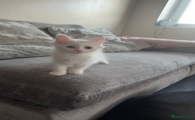 Persian cats - Advert 1