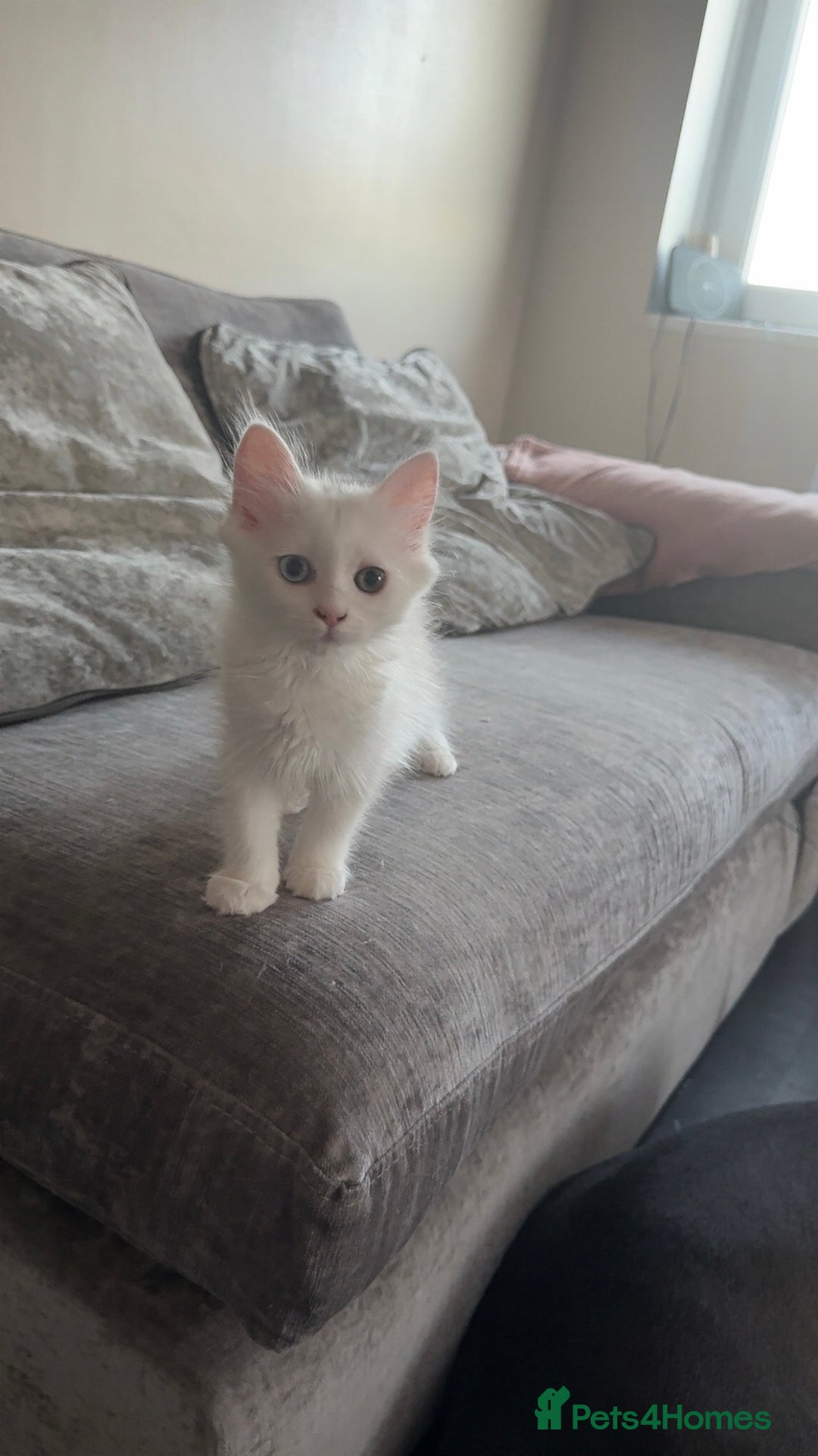 Persian cats for sale: Fluffy indoor kittens-Persian&Main Coon cross  - Image 1