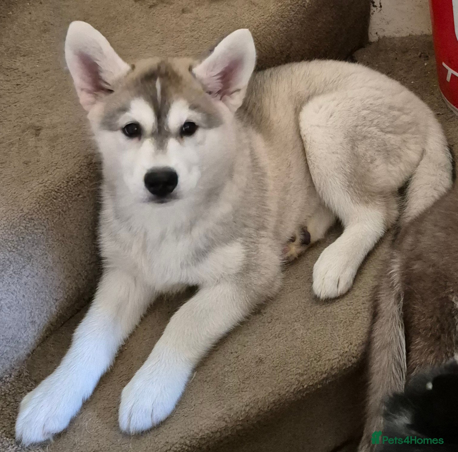 Siberian Husky dogs Perfect family wanted for my Perky Fluff Ball - Advert 6
