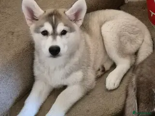 Siberian Husky dogs Perfect family wanted for my Perky Fluff Ball - Advert 6