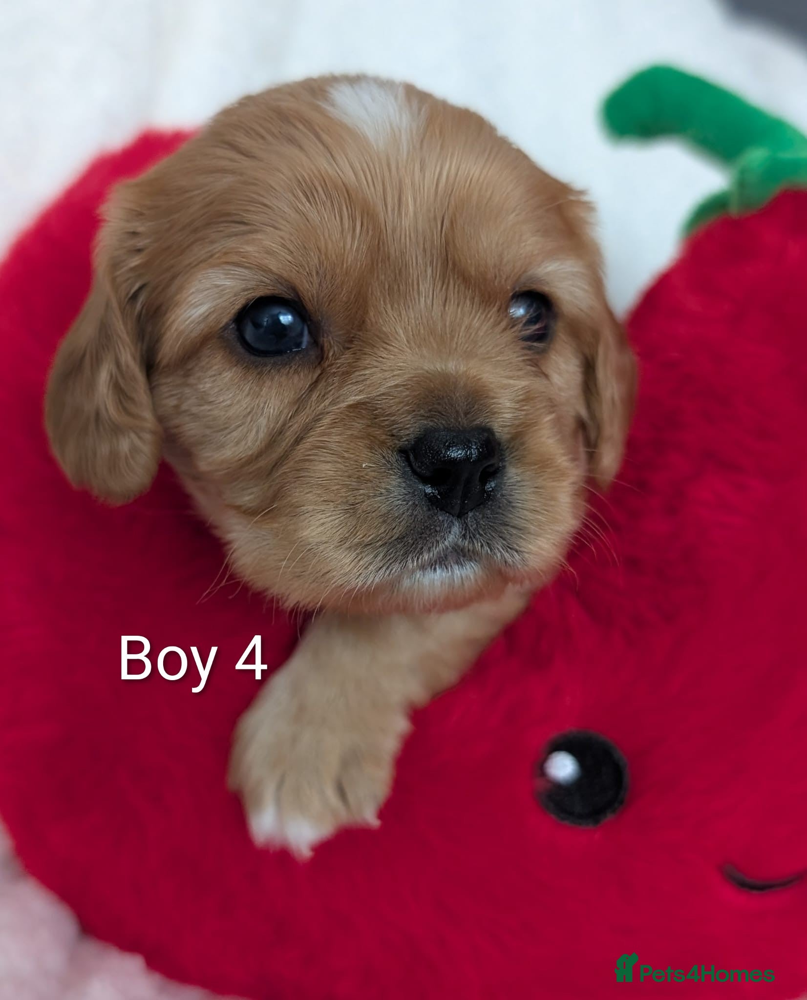 Cavalier King Charles Spaniel Puppy 4
