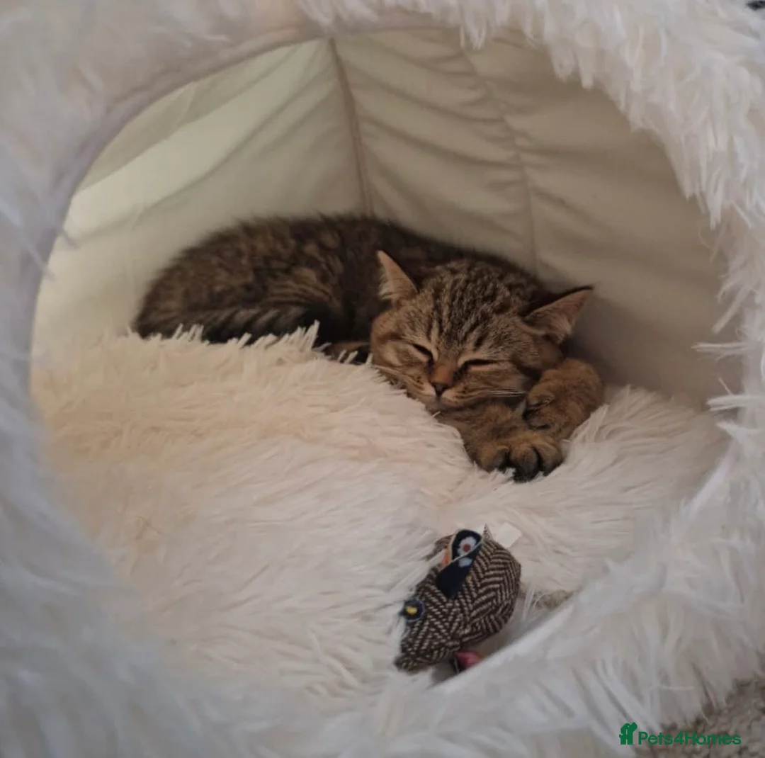 British Shorthair cats for sale: Pedigree tabby British shorthair lilac chocolate  - Advert 12