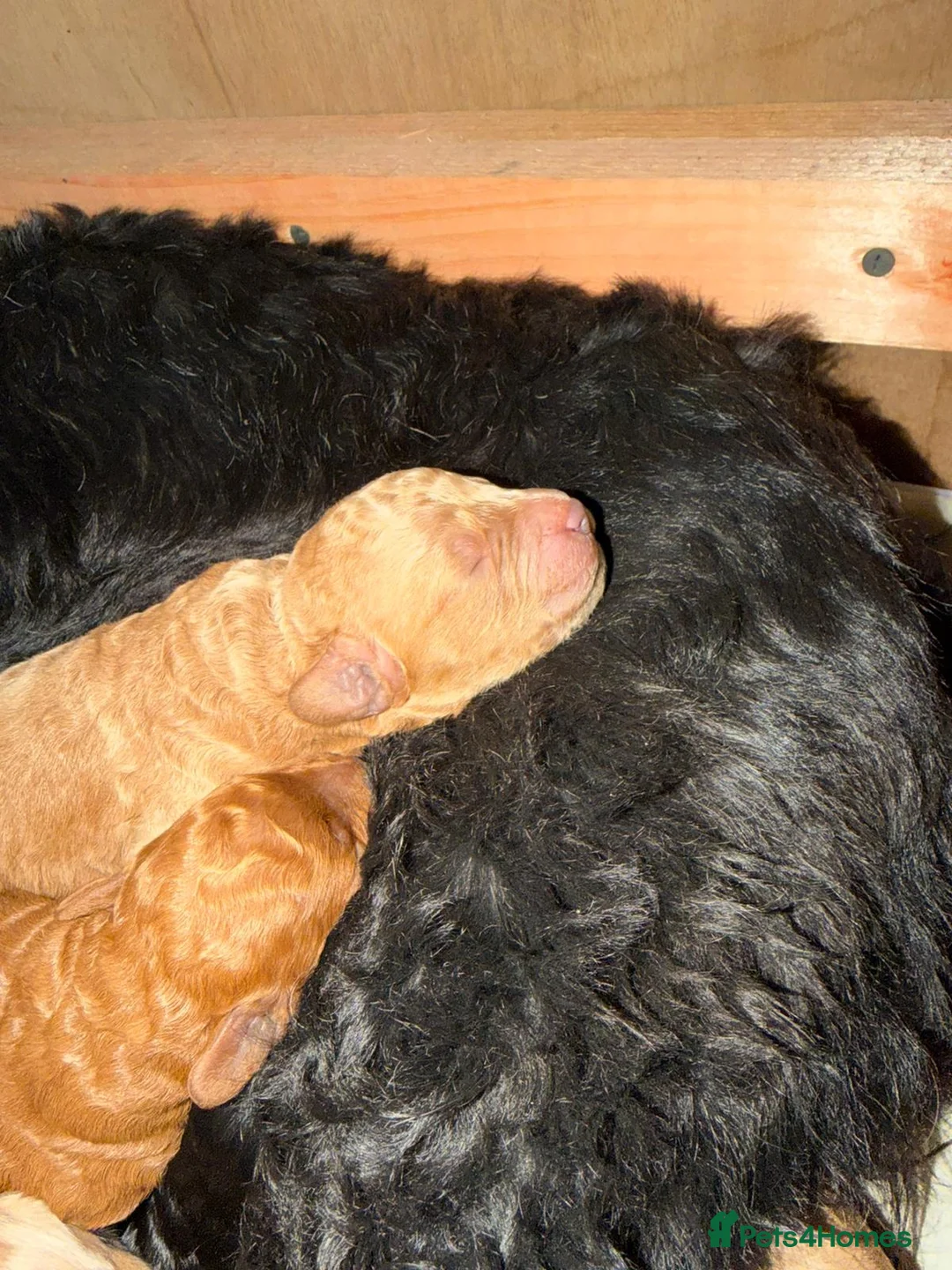 Cockapoo dogs for sale: Georgious Cockapoo Puppies For Sale  - Advert 1