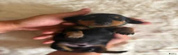 Miniature Dachshund dogs for sale: Beautiful Miniature Daschund Puppies  - Advert 4