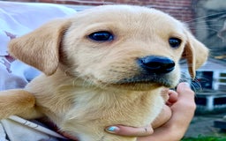 Labrador Retriever dogs for sale: Labrador pups 2 boys 1 girl - Image 1