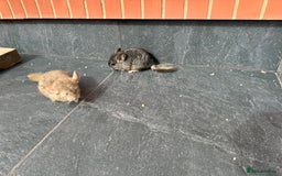 Chinchilla rodents for sale: Little boys - Image 5