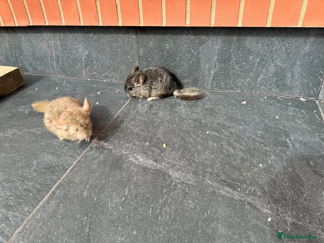 Chinchilla rodents for sale: Little boys - Image 5