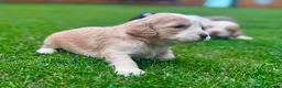Cockapoo dogs for sale: Beautiful Cockapoo Babies 🐾🐾🐾 - Advert 8