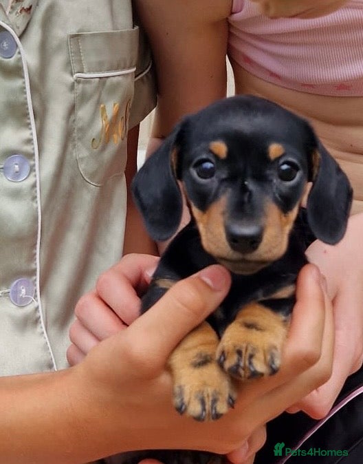 Miniature Dachshund dogs Miniature dachshund - Advert 1
