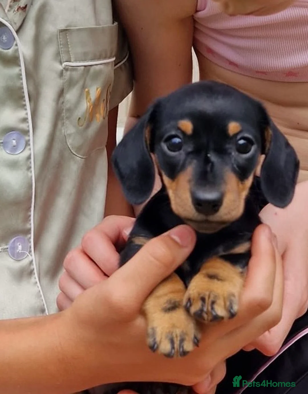 Miniature Dachshund dogs for sale: Miniature dachshund in Benfleet - Advert 1