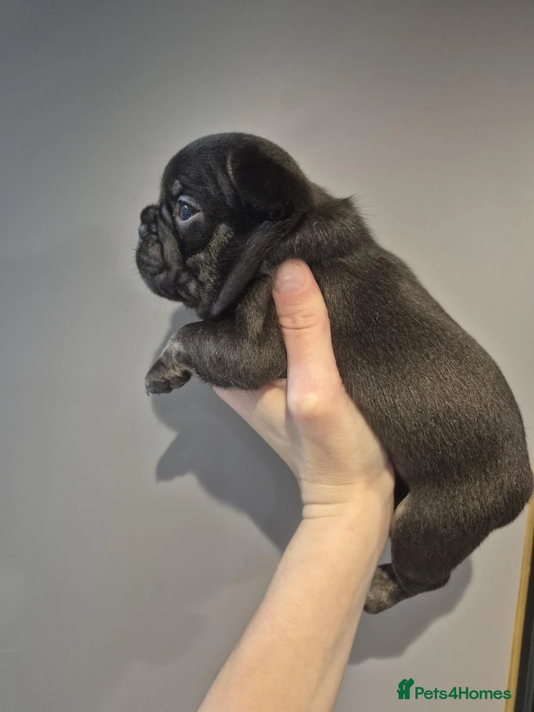 French Bulldog dogs for sale: French Bulldog Babies - Ready Now - Advert 9