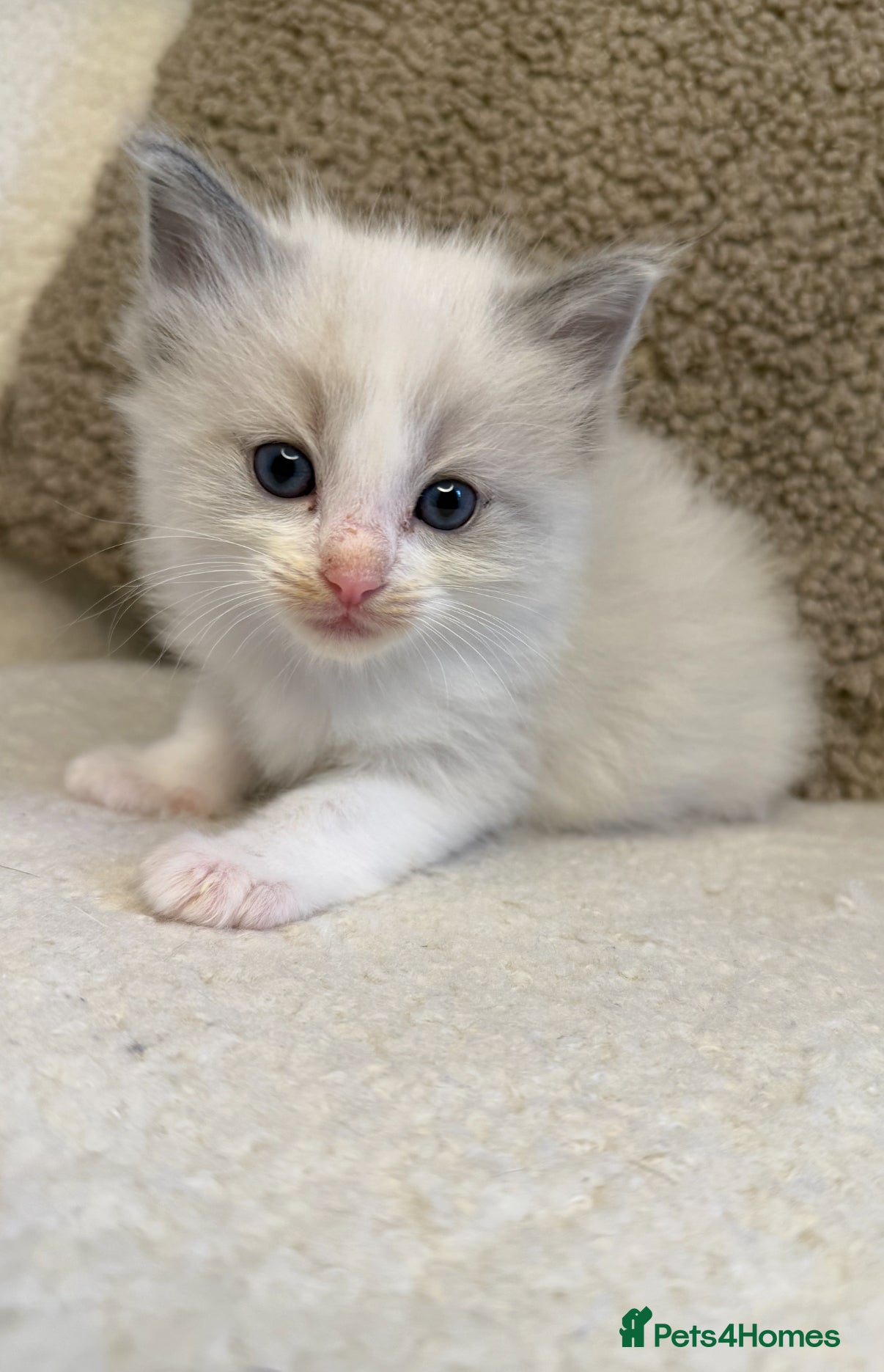 Ragdoll cats 3 male ragdolls left  ⭐️NOW TAKING VIEWINGS⭐️ - Advert 1