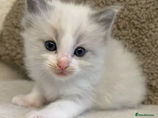 Ragdoll cats 3 male ragdolls left ⭐️NOW TAKING VIEWINGS⭐️ - Advert 1