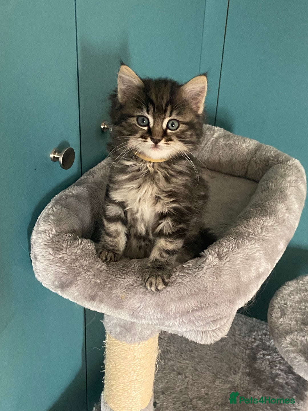 Ragdoll cats for sale: Ragdoll Cross Kittens – £300 each - Image 16