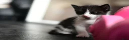 Mixed Breed cats for sale: B&W Kitten looking 4 home  - Advert 12