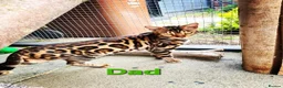 Bengal cats for sale: Sigrid the Viking warrior - Advert 6