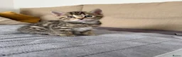 Bengal cats for sale: Boy and a girl  - Advert 1