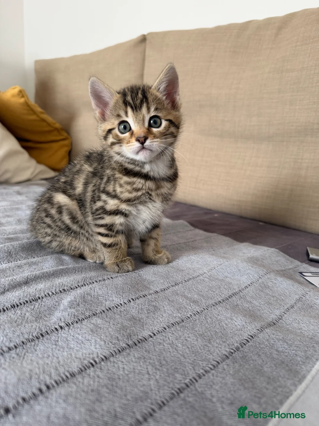 Bengal cats for sale: Boy and a girl  - Advert 1