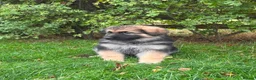 German Shepherd dogs for sale: Pedigree German shepherd puppies  in Ashford - Advert 28