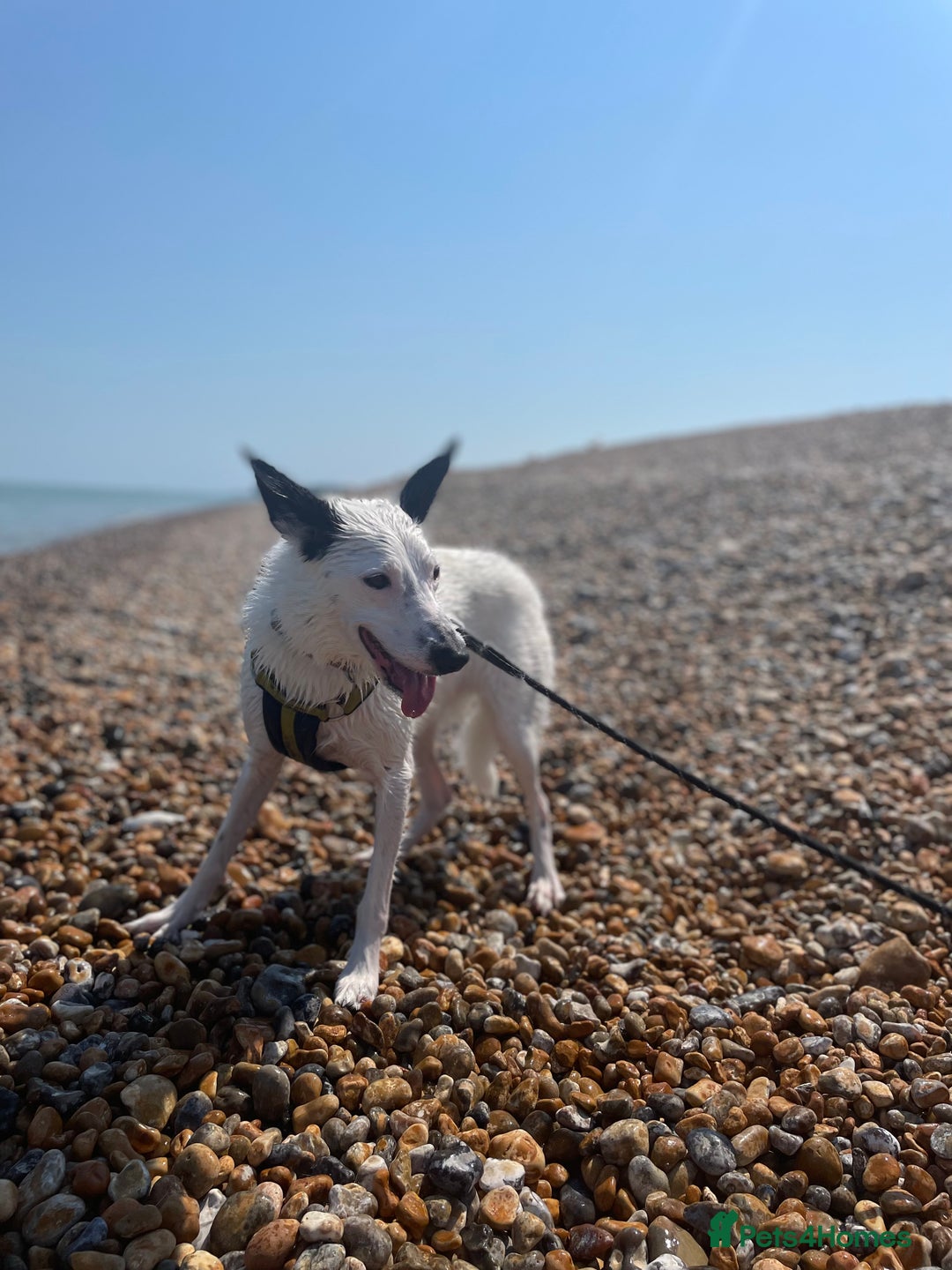 Border Collie dogs for sale: Koda is looking for her new home - Advert 13