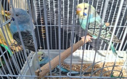 Budgerigars birds for sale: 3 blue Budgies.  And 2 male Chinese painted quails - Image 4